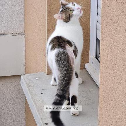 Foto 2/2 Biscoito Chat perdido en Montjoire