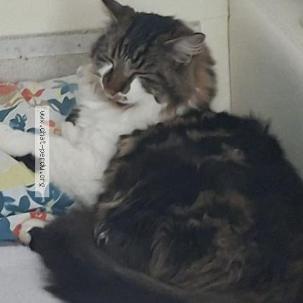 Foto 1/1 Chocco Chat perdido en Faoug