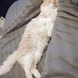 Foto del gato perdido en Varennes Sur Allier