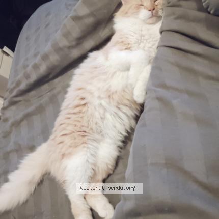 Foto 1/2 Rouquemout Chat perdido en Varennes sur allier