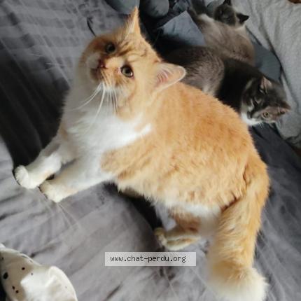 Foto 2/2 Rouquemout Chat perdido en Varennes sur allier