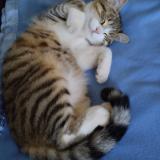 Foto del gato perdido en Pont De Salars