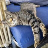 Foto del gato perdido en Jarville La Malgrange