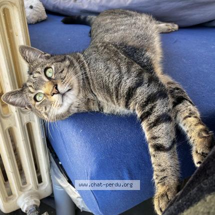 Foto 1/1 Tiki Chat perdido en Jarville la malgrange