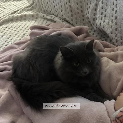 Foto 1/1 Gribouille Chat perdido en Saint sylvestre sur lot