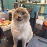 Foto del gato perdido en Theza