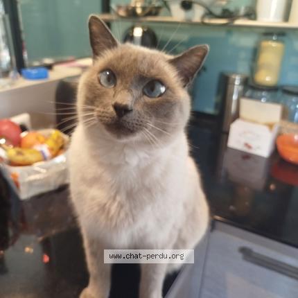 Foto 1/1 Bouboule Chat perdido en Theza