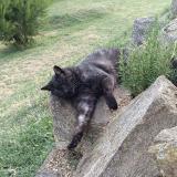 Foto del gato perdido en Saint Michel Sur Rhone