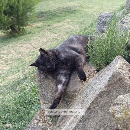 Foto 1/1 Scratch Chat perdido en Saint michel sur rhone