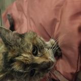 Foto de gato encontrado en Chatres