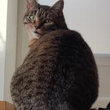 Foto del gato perdido en Coux