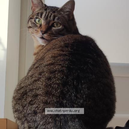 Foto 1/1 Pito Chat perdido en Coux