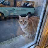 Foto de gato encontrado en Reims