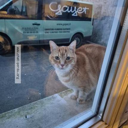 Foto 1/1 Gato encontrado Encontrado en Reims