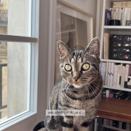 Foto 1/1 Cleef Chat perdido en Paris