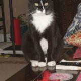 Foto del gato perdido en Tampa