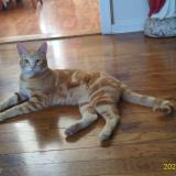 Foto del gato perdido en Selma