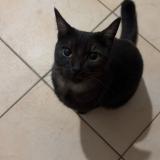 Foto del gato perdido en Monteux