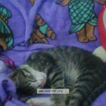 Foto 1/1 Chip Chat perdido en Vredekloof