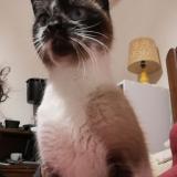 Foto de gato encontrado en Ports Sur Vienne