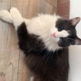 Foto del gato perdido en Beaupreau En Mauges