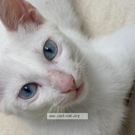 Foto 1/1 Hong Chat perdido en Cebu city upper busay la tecola