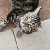 Foto del gato perdido en Carignan