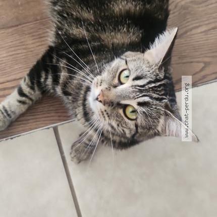 Foto 1/1 Zoly Chat perdido en Carignan