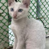 Foto del gato perdido en Cebu City