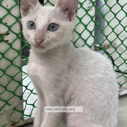 Foto 1/1 Hong Chat perdido en Cebu city