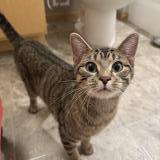 Foto de gato encontrado en Maplewood