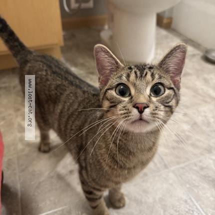 Foto 1/3 Gato encontrado Encontrado en Maplewood