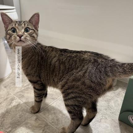 Foto 2/3 Gato encontrado Encontrado en Maplewood