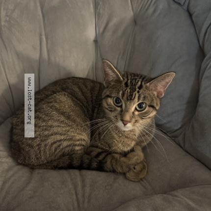 Foto 3/3 Gato encontrado Encontrado en Maplewood