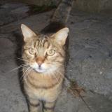 Foto de gato encontrado en Thoard