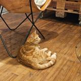 Foto del gato perdido en Surzur