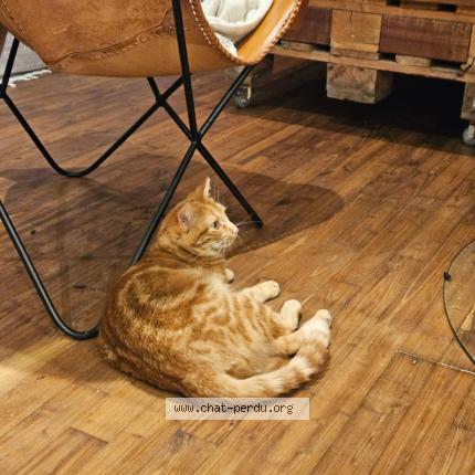 Foto 1/1 Hana Chat perdido en Surzur