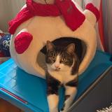 Foto del gato perdido en Bavans