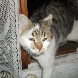 Foto de gato encontrado en Thoard