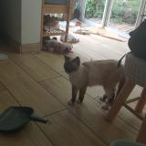 Foto de gato encontrado en Sainte Clotilde