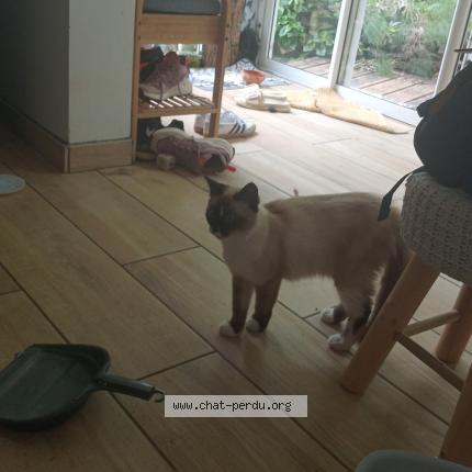 Foto 1/1 Gato encontrado Encontrado en Sainte clotilde