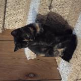 Foto del gato perdido en New Salem