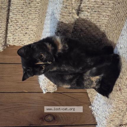 Foto 1/1 Little shit Chat perdido en New salem