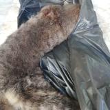 Foto de gato encontrado en Saint Genis Laval