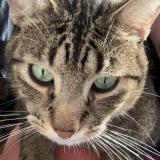 Foto del gato perdido en Talence