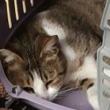 Foto del gato perdido en Ferrieres En Brie