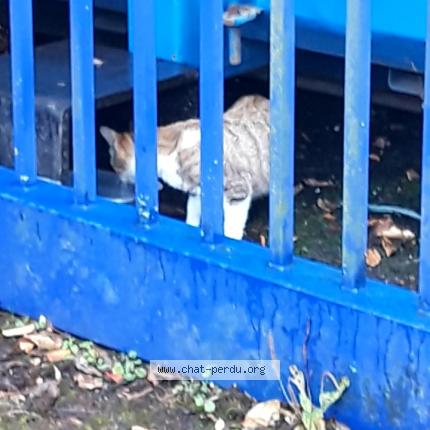 Foto 2/2 Lili Chat perdido en Ferrieres en brie