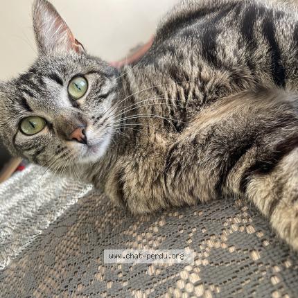 Foto 1/2 Vyctoire Chat perdido en Vars sur roseix