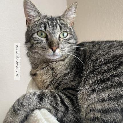 Foto 2/2 Vyctoire Chat perdido en Vars sur roseix