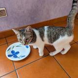 Foto de gato encontrado en Saint Jean De Maurienne